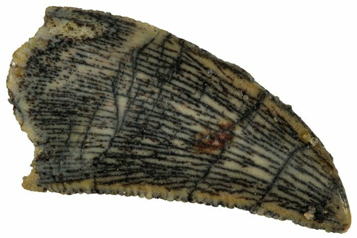Serrated, Raptor Tooth - Real Dinosaur Tooth #296755